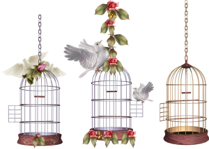 Cage bird PNG-41409